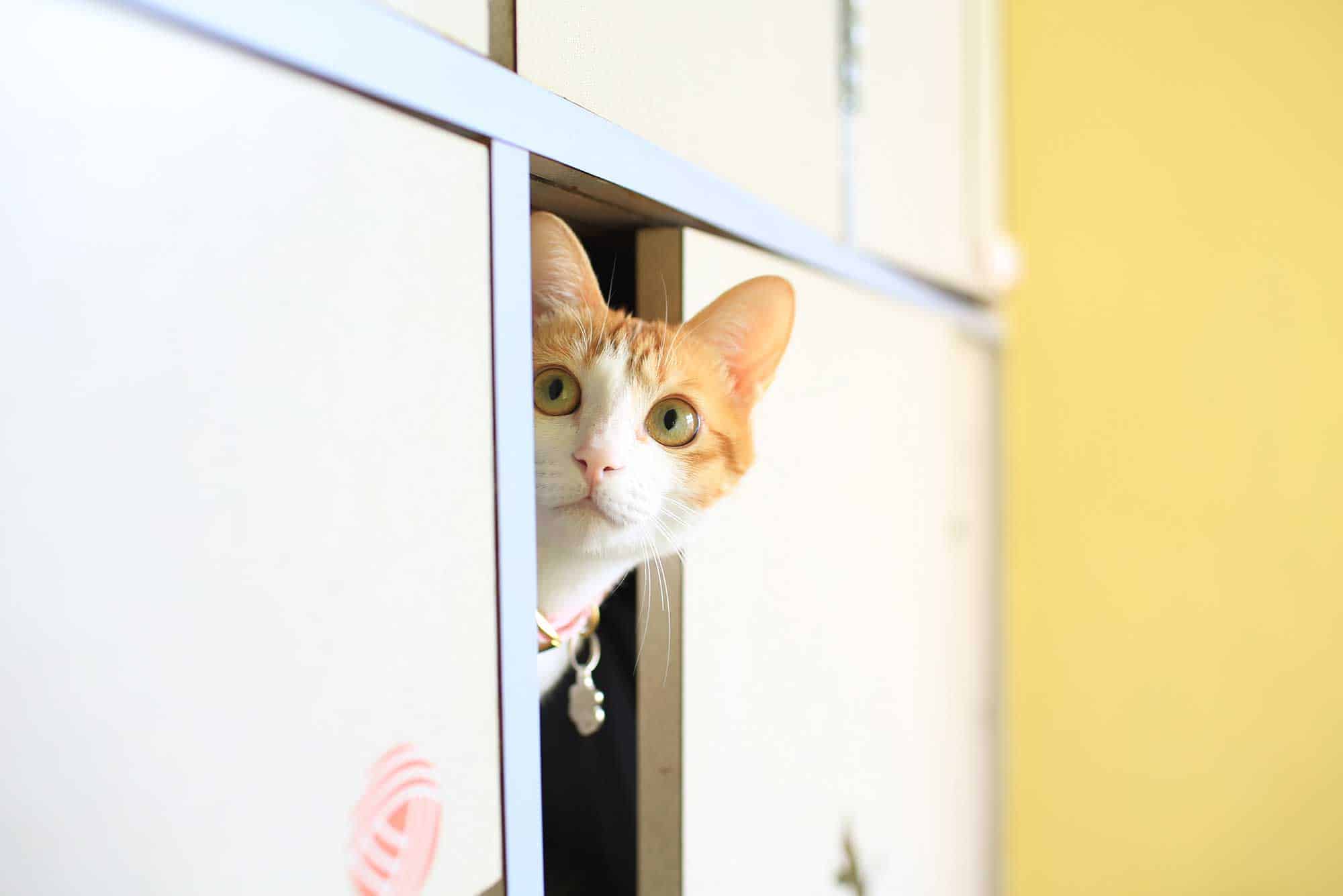 A blonde cat looking around a corner